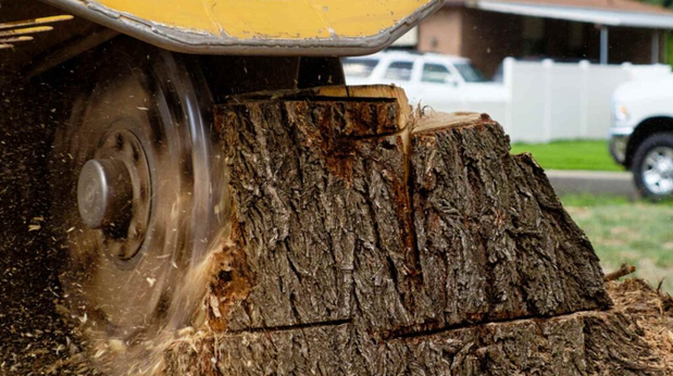 cost to remove tree stump
