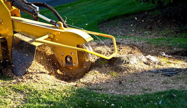 What to Expect from a Professional Stump Grinder Service