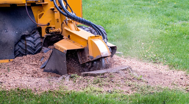 stump grinding cost