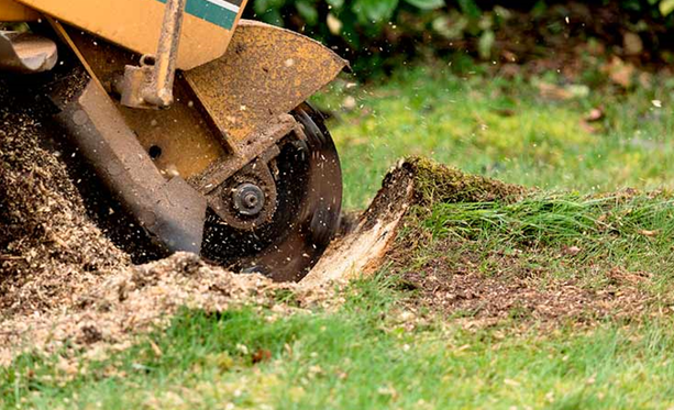 How to Choose the Best Stump Grinding Service Near Me