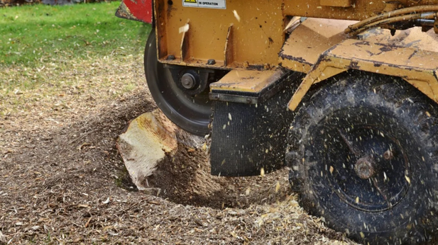 Commercial Tree Stump Grinder Benefits for Large Removal Projects