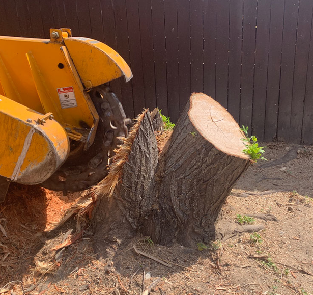 Tree Stump Removal Near Me: What Lincoln Property Owners Should Know