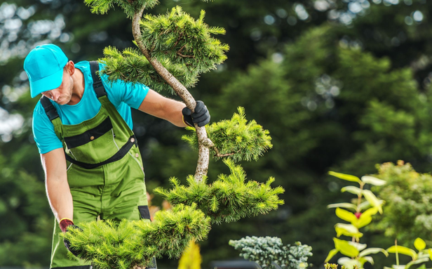 Why Hiring a Local Tree Care Professional Makes a Difference