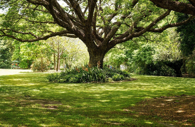 Local Tree Care Tips to Keep Your Trees Healthy Year-Round