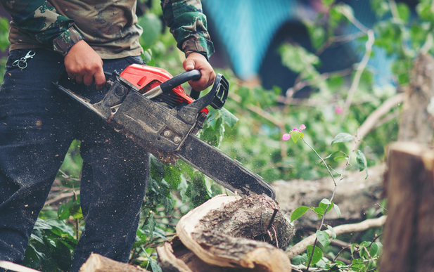 Tree Care Services in Lincoln for Residential and Commercial Properties