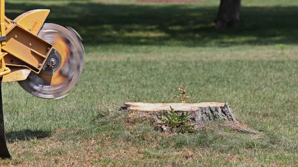 stump grinding near me