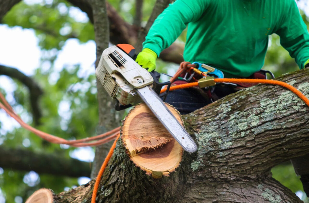 Tree Care in My Area: Choosing the Right Company for Your Property