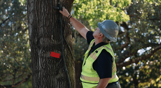 Tree Care Near Me: Finding Trusted Experts in Lincoln, NE
