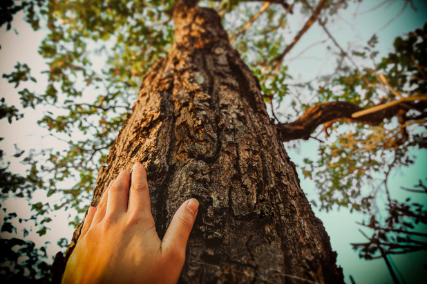 Tree Care Service Near Me: What to Look for Before Hiring