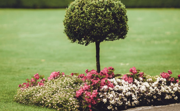 Tree Care Services Near Me for Healthy and Safe Landscapes