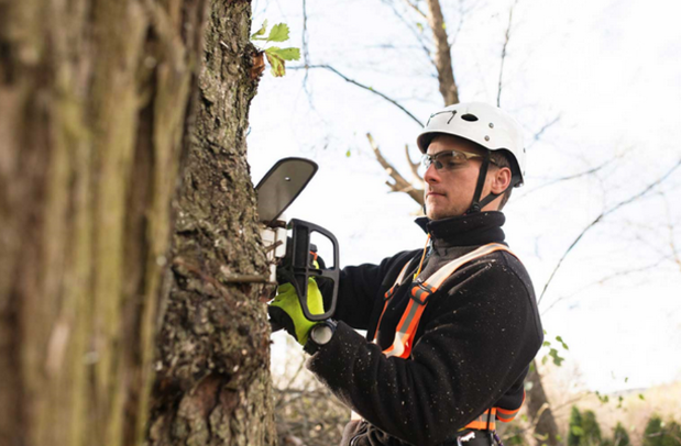 Tree Care Cost