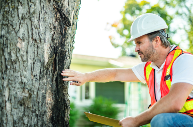 Tree Care Pricing
