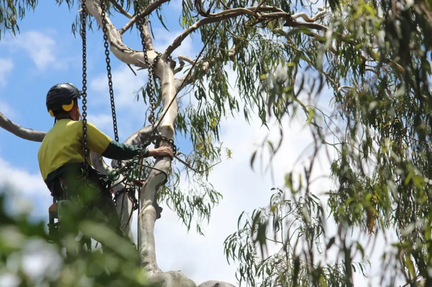 Tree Care Service Cost