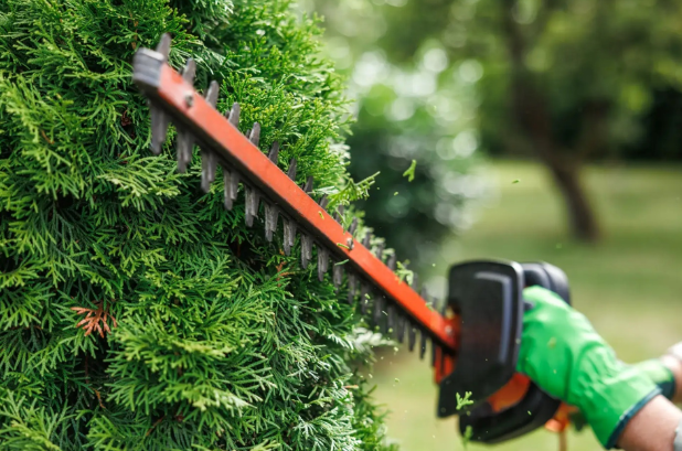 Tree and Shrub Care Services for Lincoln, NE Properties