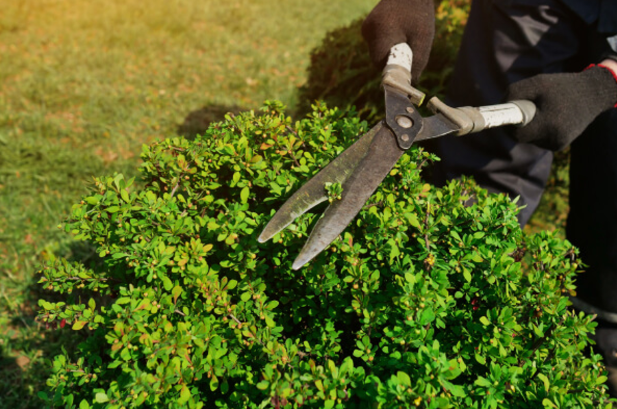 Tree And Shrub Care: A Practical Guide for Lincoln Homeowners