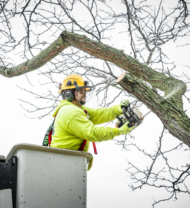 Tree Care Companies: How to Compare Local Services